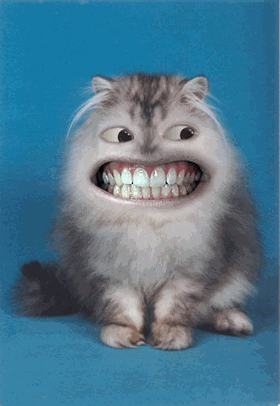 cat4